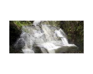 Onomea RF Waterfall